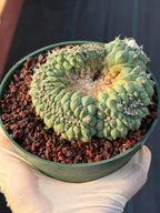 Crested Turbinicarpus Seed Grown #236 | Rare Collector Succulent Cactus | Unique Crested Form
