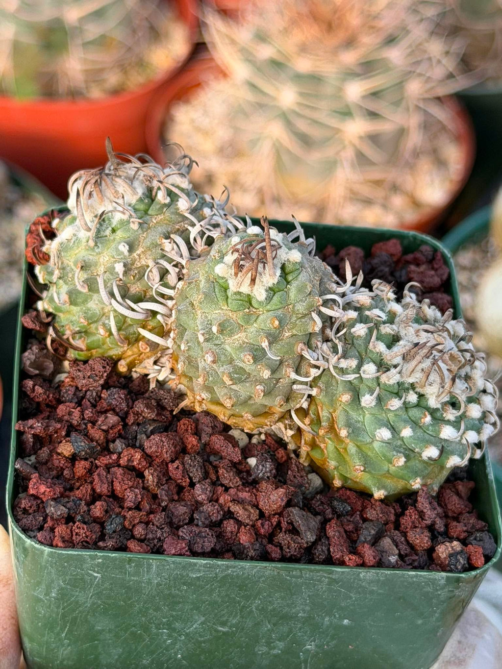 Rare Triple Heads Seed‑Grown Turbinicarpus #253