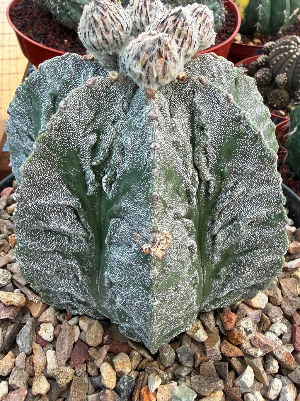 Astrophytum Fukuyu #31 | Rare Collector Cactus | Unique Succulent Plant