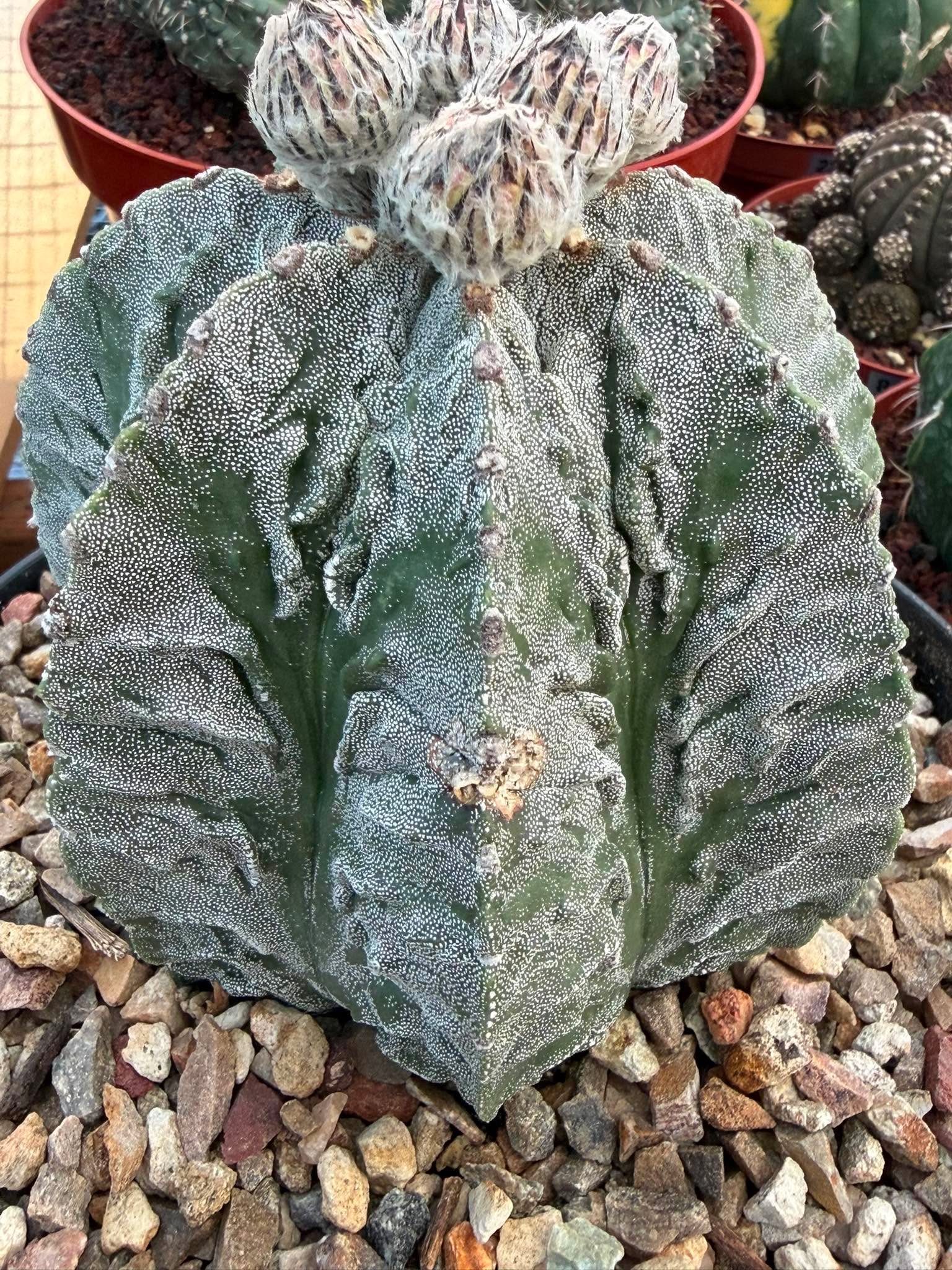 Astrophytum Fukuyu #31 | Rare Collector Cactus | Unique Succulent Plant