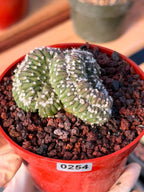 Rare 4” Crested Domino Cactus #254 – Collector Succulent Plant