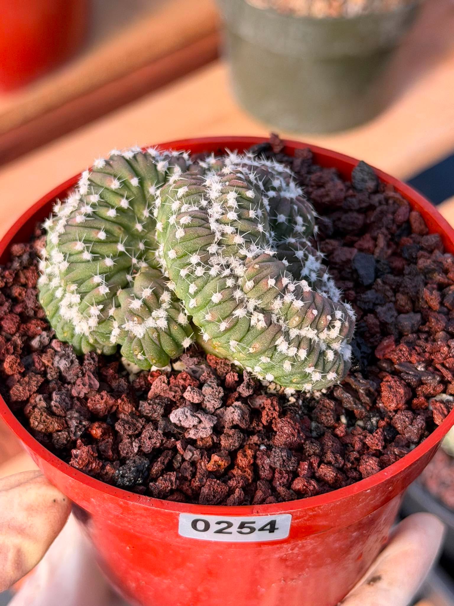 Rare 4” Crested Domino Cactus #254 – Collector Succulent Plant