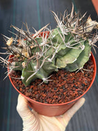 Astrophytum Capricorne Buffalo #264 | Rare Double Head Cactus | Collector's Specimen