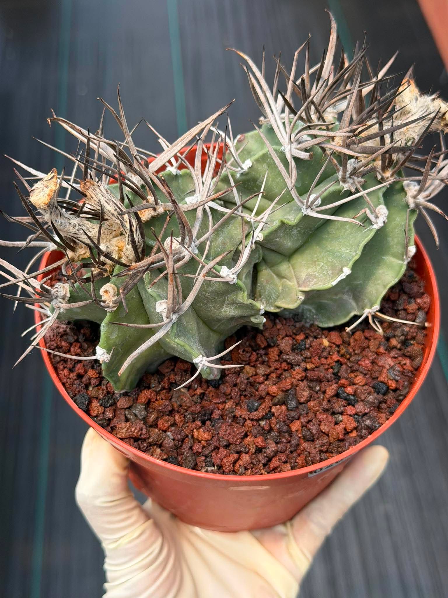 Astrophytum Capricorne Buffalo #264 | Rare Double Head Cactus | Collector's Specimen