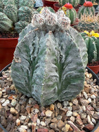 Astrophytum Fukuyu #31 | Rare Collector Cactus | Unique Succulent Plant