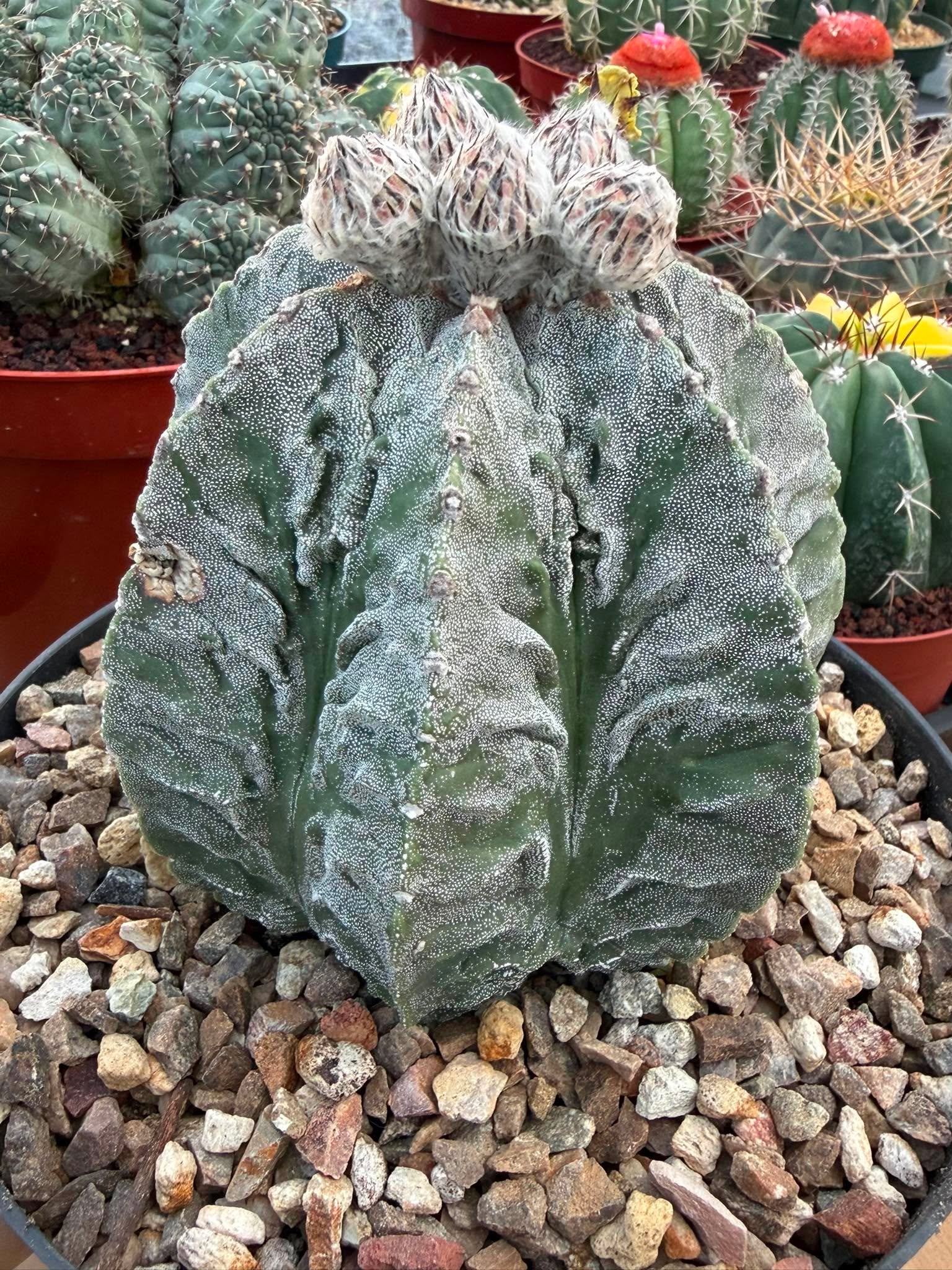 Astrophytum Fukuyu #31 | Rare Collector Cactus | Unique Succulent Plant