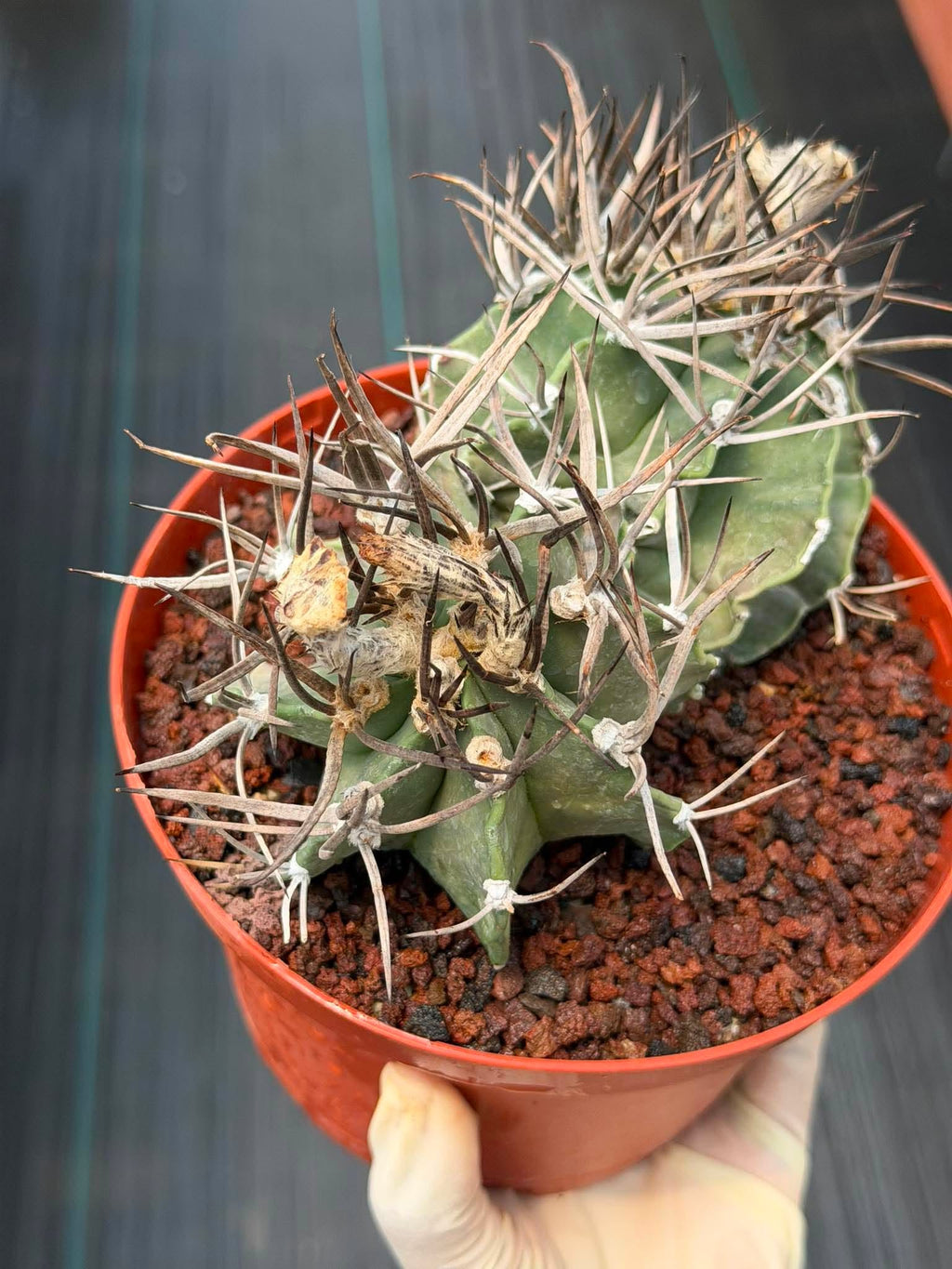 Astrophytum Capricorne Buffalo #264 | Rare Double Head Cactus | Collector's Specimen