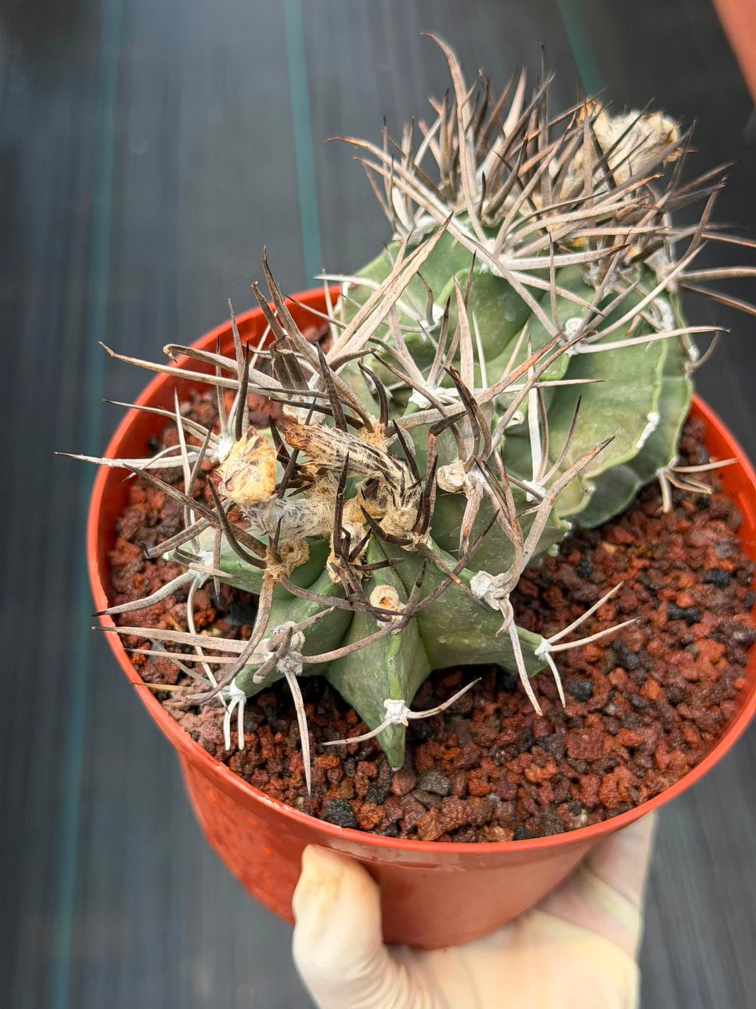 Astrophytum Capricorne Buffalo #264 | Rare Double Head Cactus | Collector's Specimen