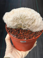 Crested Old Man Cactus #251 | Rare Degrafted Specimen | Collector's Cactus