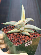 Sansevieria Blue Clone #262 | Rare Snake Plant | Compact Collector Specimen