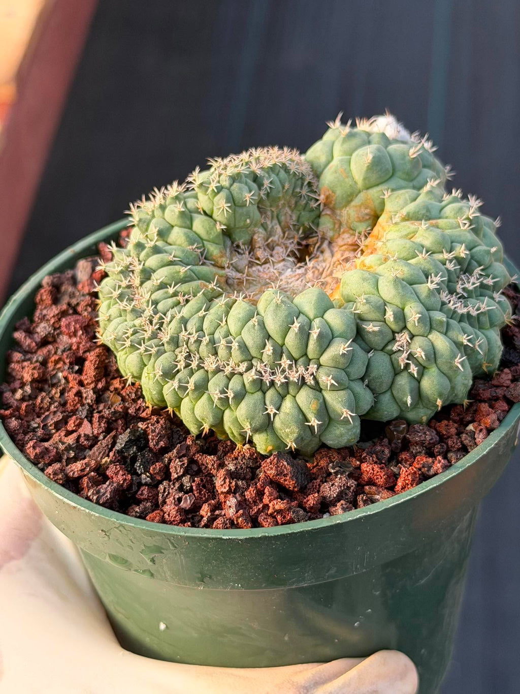 Crested Turbinicarpus Seed Grown #236 | Rare Collector Succulent Cactus | Unique Crested Form