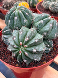 Melocactus Cluster Seed Grown | Rare Collector Cactus |  #863