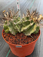 Astrophytum Capricorne Buffalo #264 | Rare Double Head Cactus | Collector's Specimen