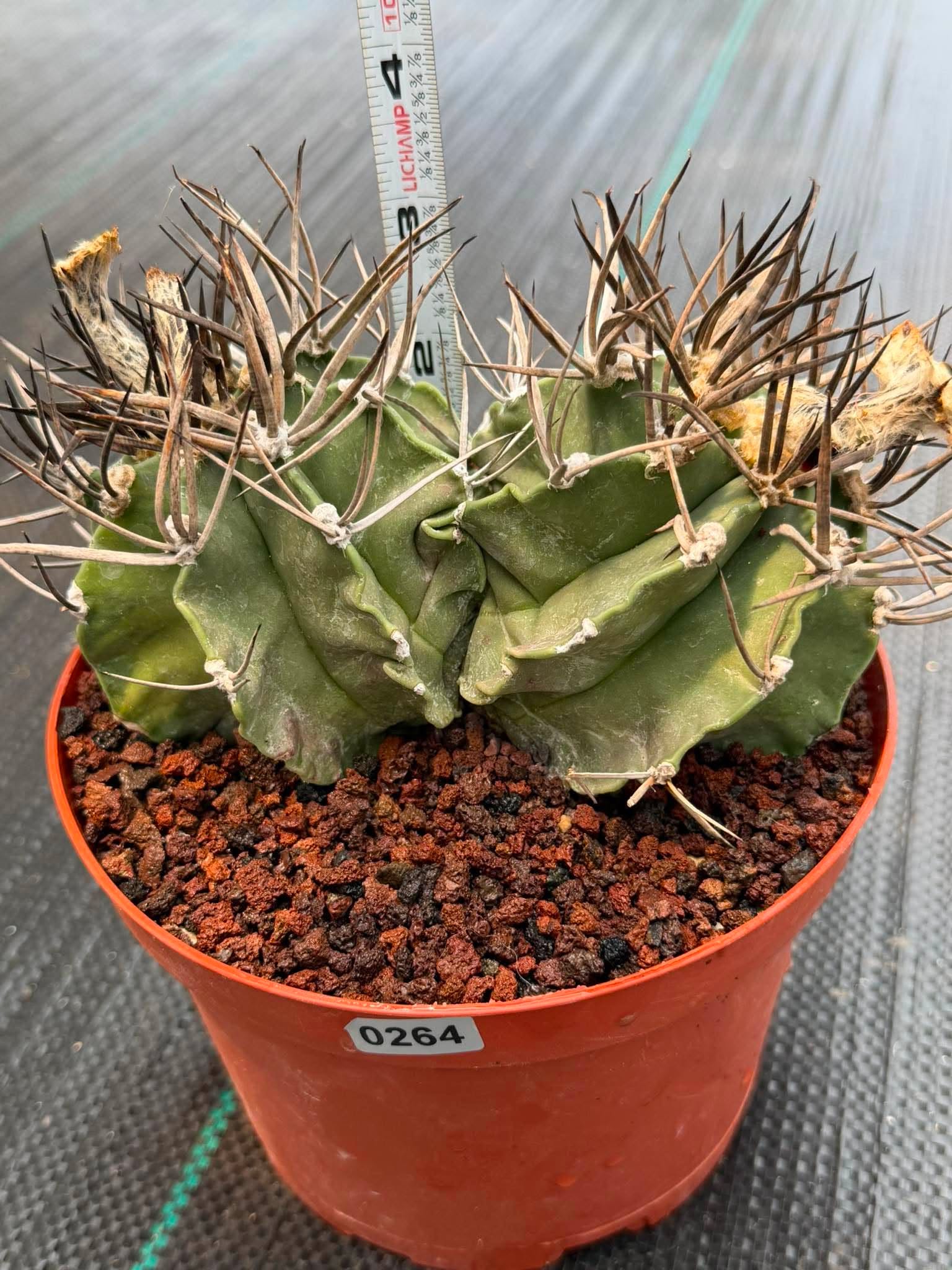 Astrophytum Capricorne Buffalo #264 | Rare Double Head Cactus | Collector's Specimen