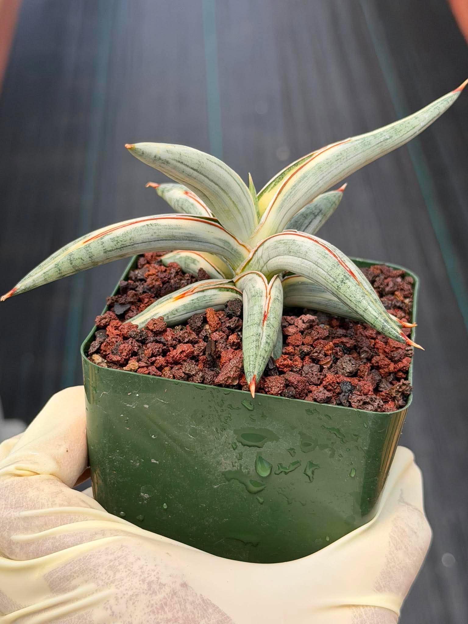 Sansevieria Blue Clone #262 | Rare Snake Plant | Compact Collector Specimen