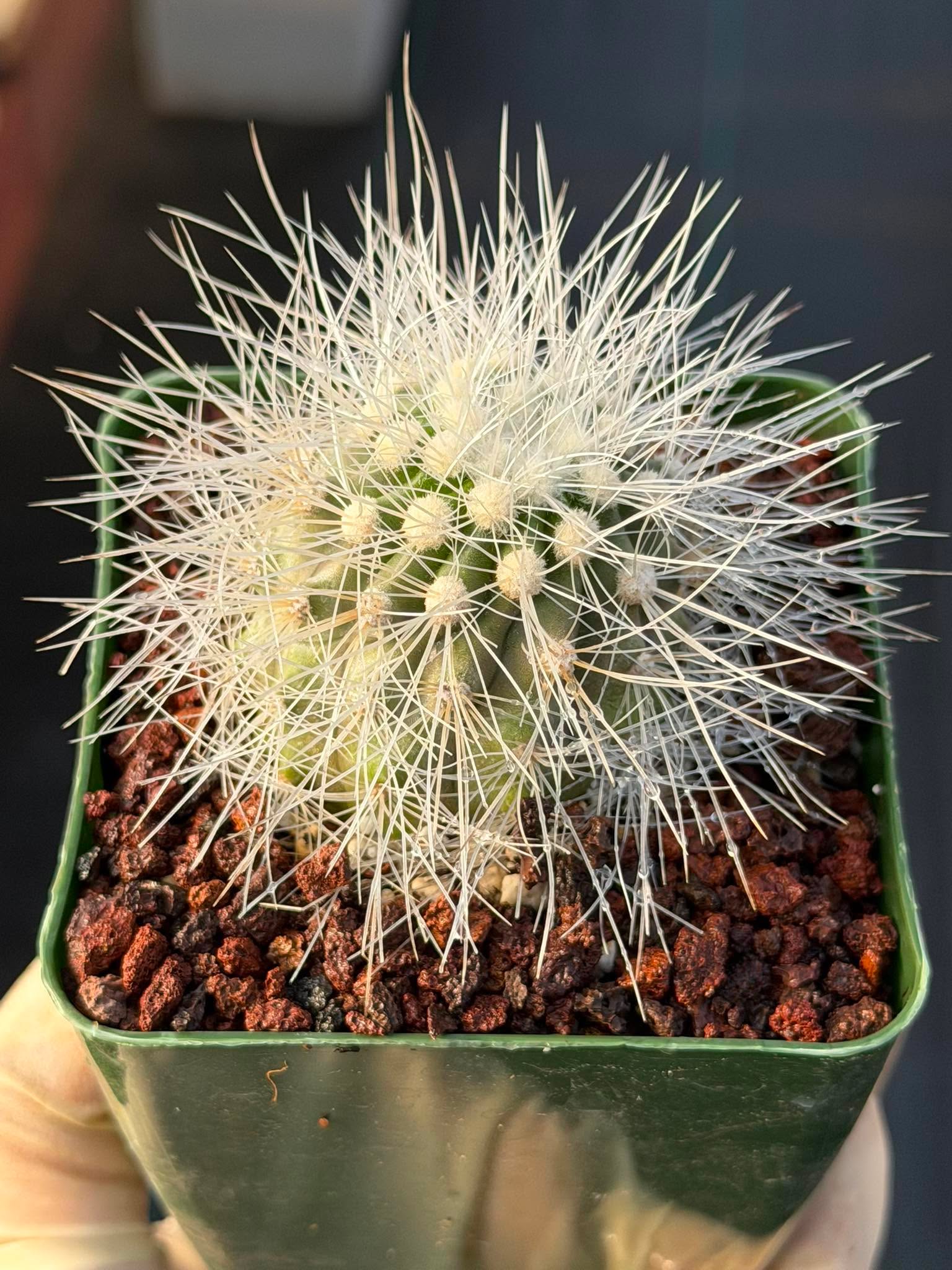Copiapoa Krainziana Offset #224 | Rare Collector Cactus | Seed Grown Succulent