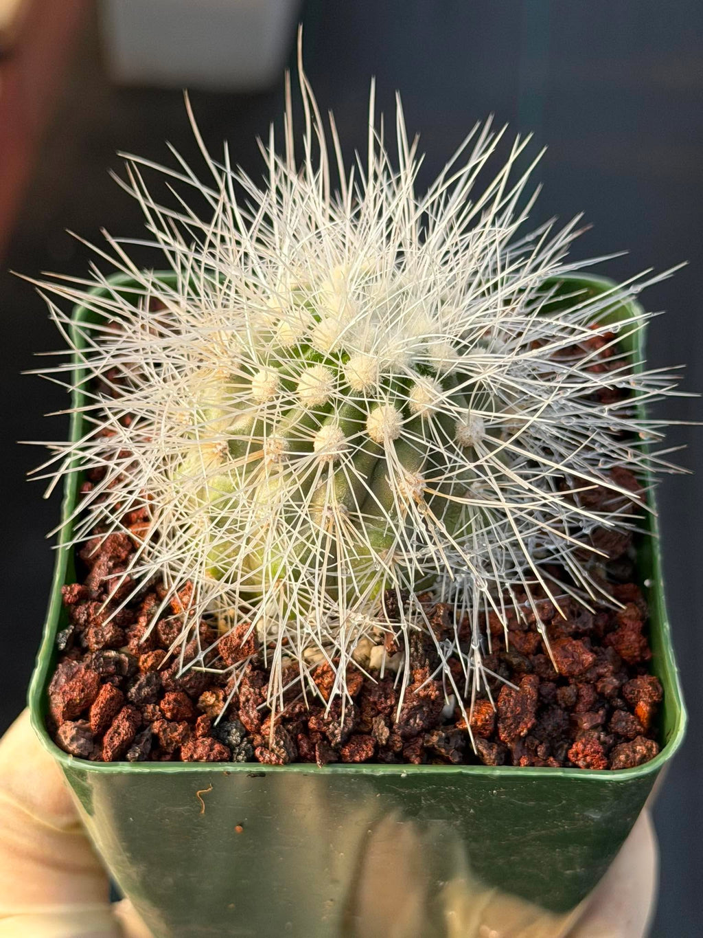 Copiapoa Krainziana Offset #224 | Rare Collector Cactus | Seed Grown Succulent