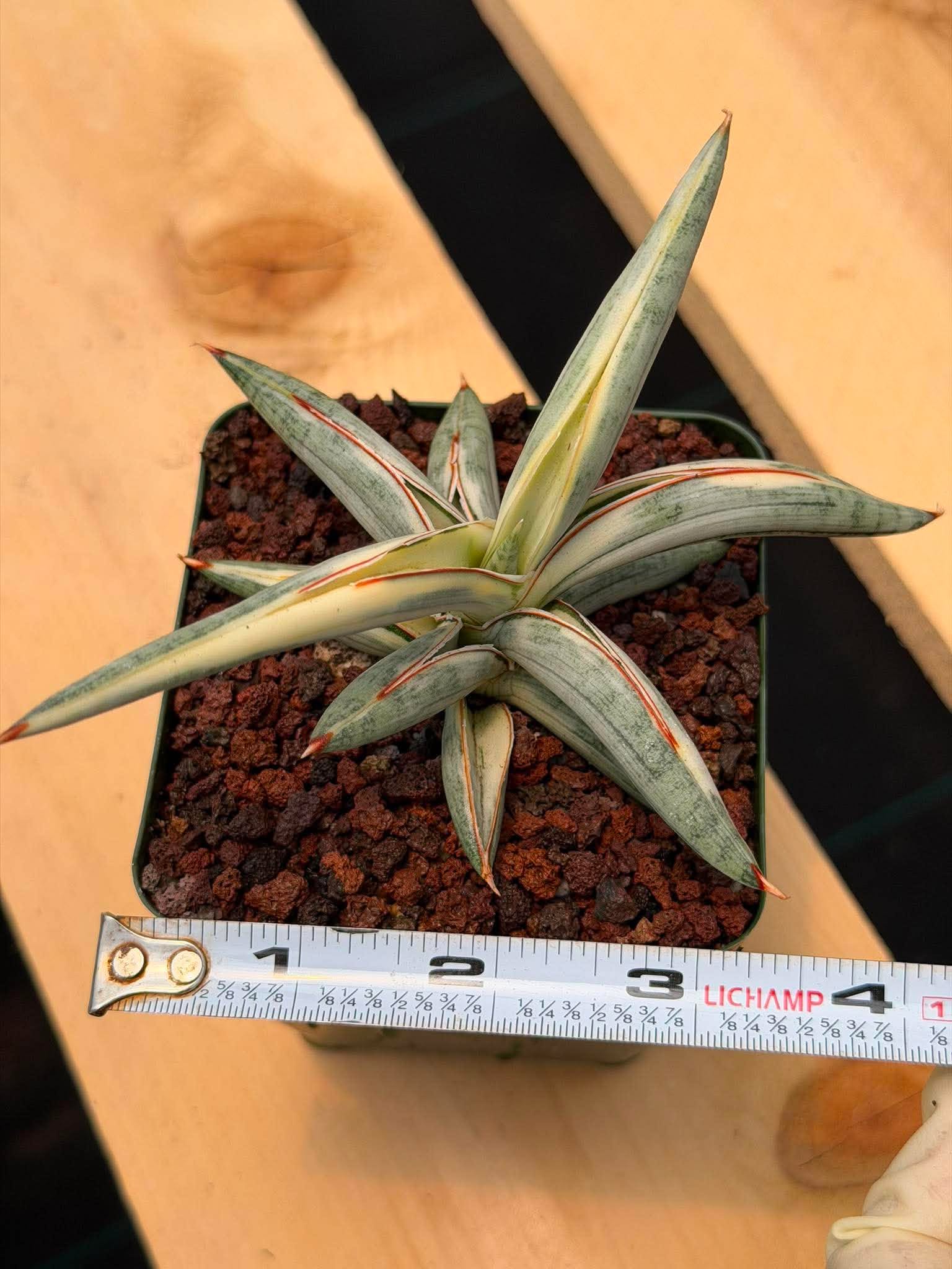 Sansevieria Blue Clone #262 | Rare Snake Plant | Compact Collector Specimen