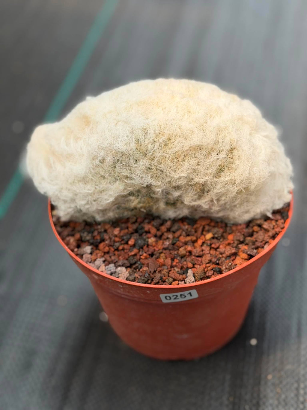 Crested Old Man Cactus #251 | Rare Degrafted Specimen | Collector's Cactus