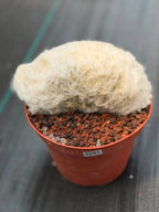 Crested Old Man Cactus #251 | Rare Degrafted Specimen | Collector's Cactus