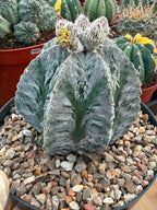 Astrophytum Fukuyu #31 | Rare Collector Cactus | Unique Succulent Plant