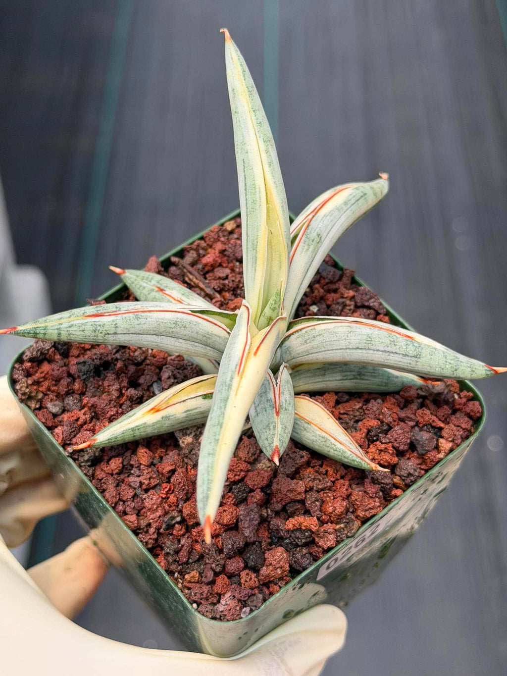 Sansevieria Blue Clone #262 | Rare Snake Plant | Compact Collector Specimen