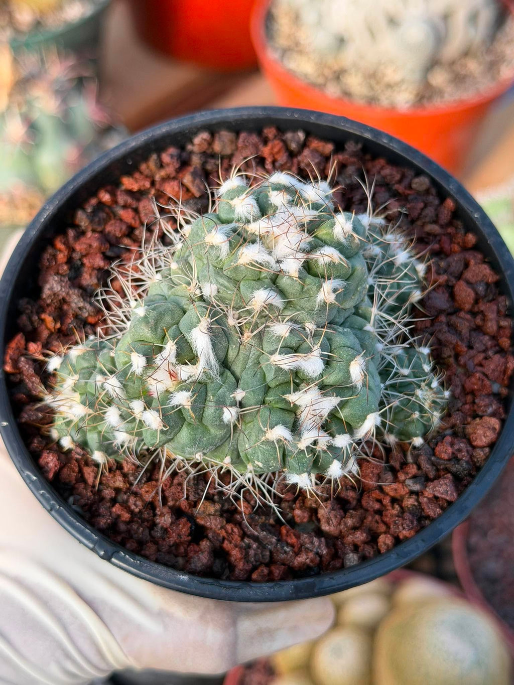 Crested Turbinicarpus Seed Grown Rare Cactus Succulent Collector Plant 3'' x 2'' #229