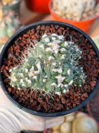 Crested Turbinicarpus Seed Grown Rare Cactus Succulent Collector Plant 3'' x 2'' #229