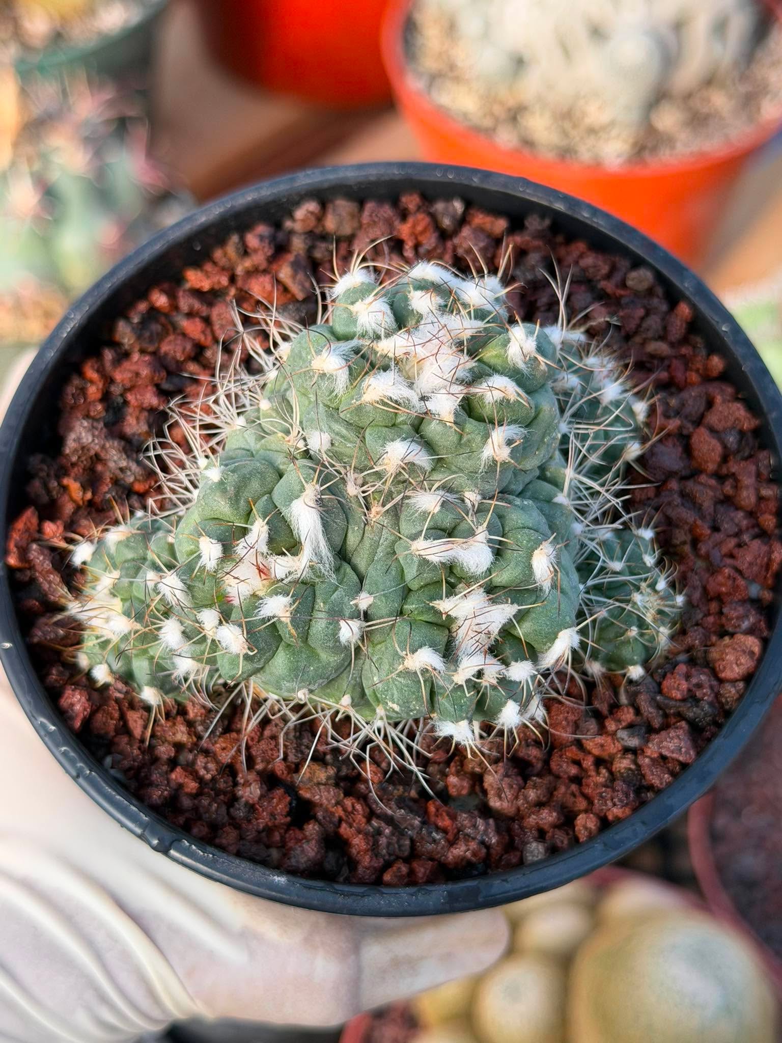 Crested Turbinicarpus Seed Grown Rare Cactus Succulent Collector Plant 3'' x 2'' #229