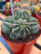 Melocactus Cluster Seed Grown #863 | Rare Collector Cactus | Develops White Cephalium | 9'' Pot