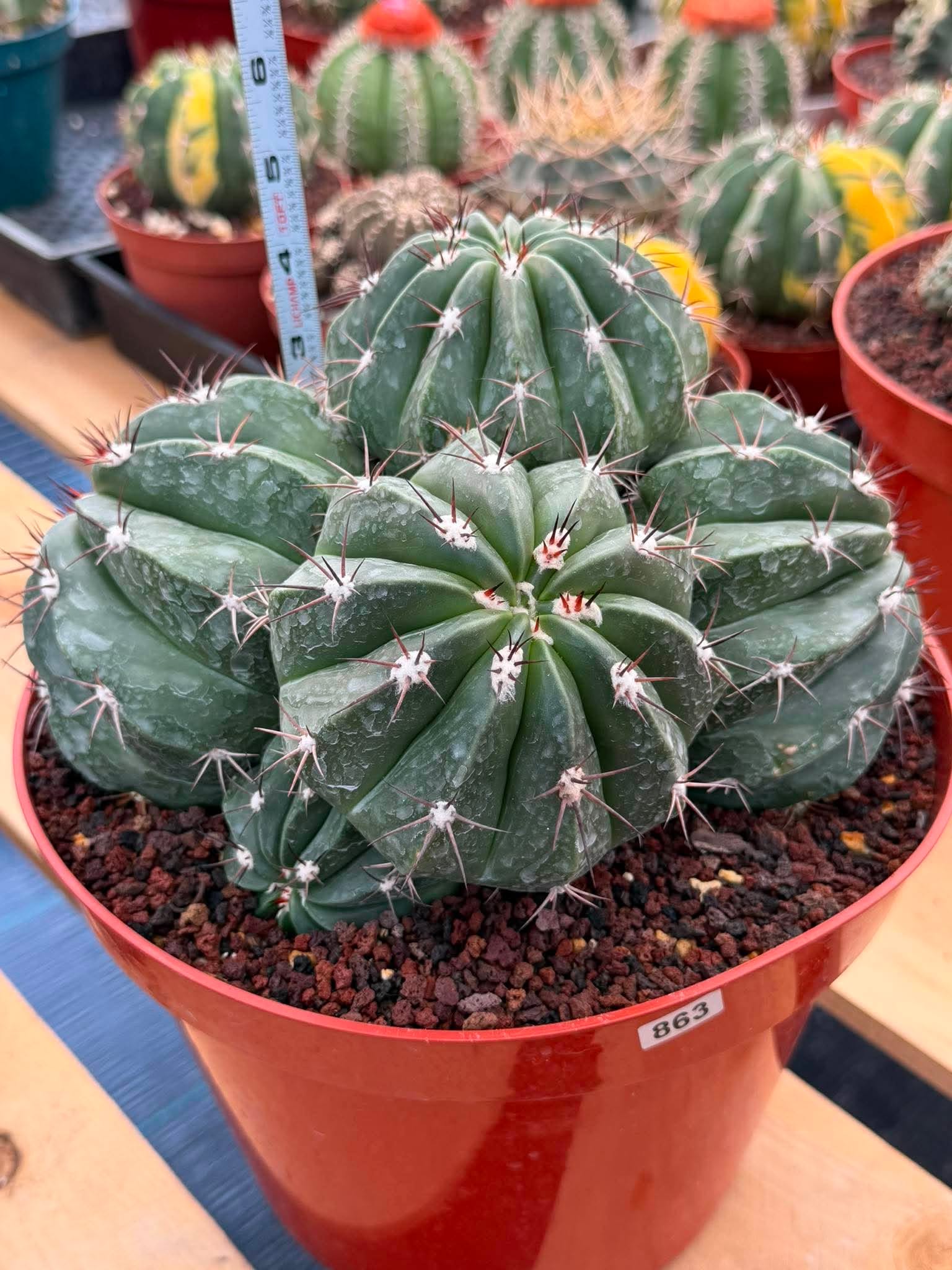 Melocactus Cluster Seed Grown #863 | Rare Collector Cactus | Develops White Cephalium | 9'' Pot