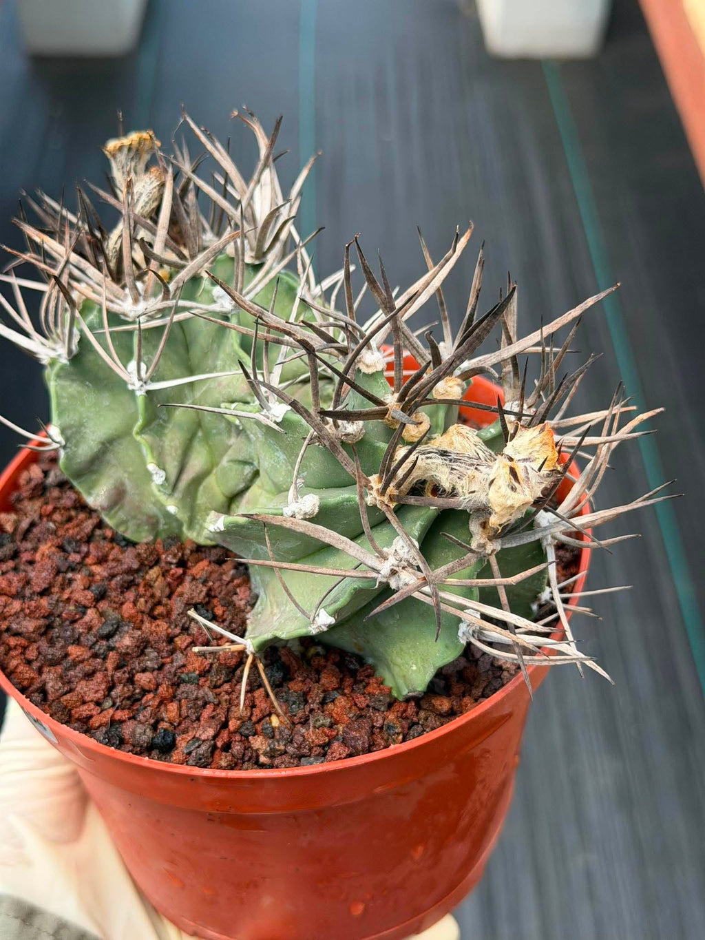 Astrophytum Capricorne Buffalo #264 | Rare Double Head Cactus | Collector's Specimen