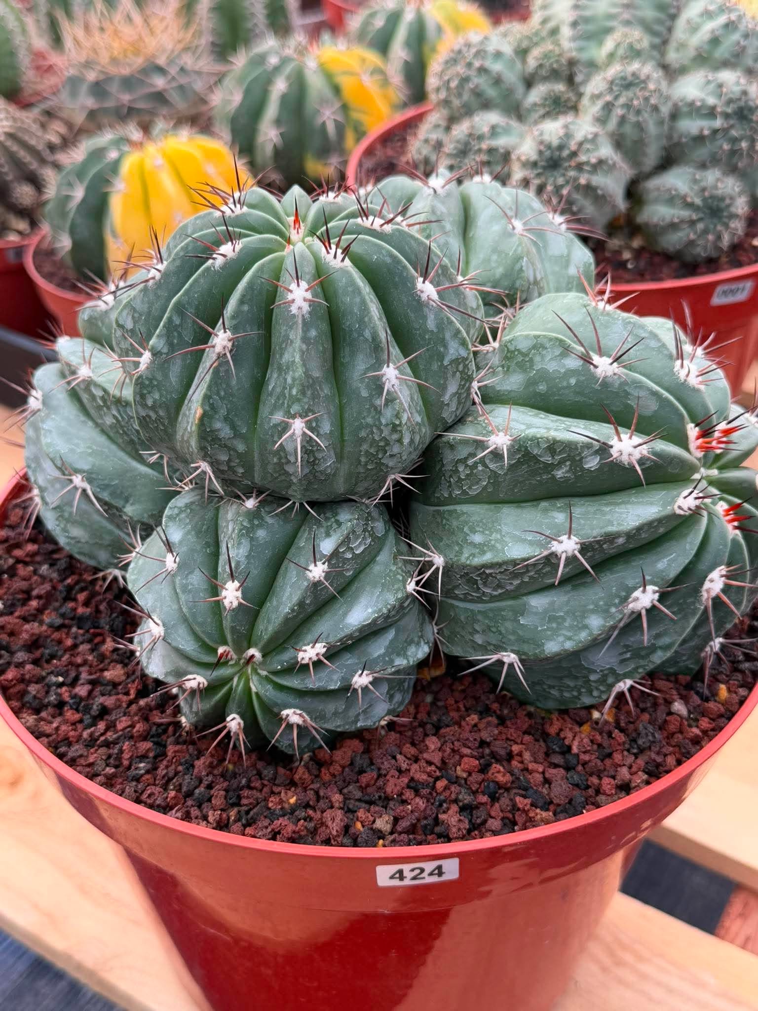 Melocactus Cluster Seed Grown #863 | Rare Collector Cactus | Develops White Cephalium | 9'' Pot