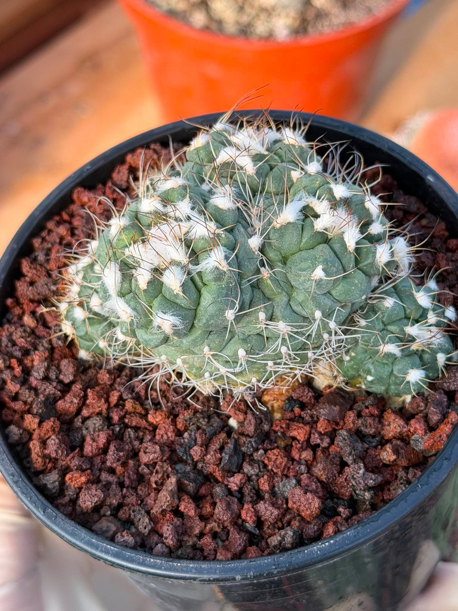 Crested Turbinicarpus Seed Grown Rare Cactus Succulent Collector Plant 3'' x 2'' #229