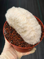 Crested Old Man Cactus #251 | Rare Degrafted Specimen | Collector's Cactus
