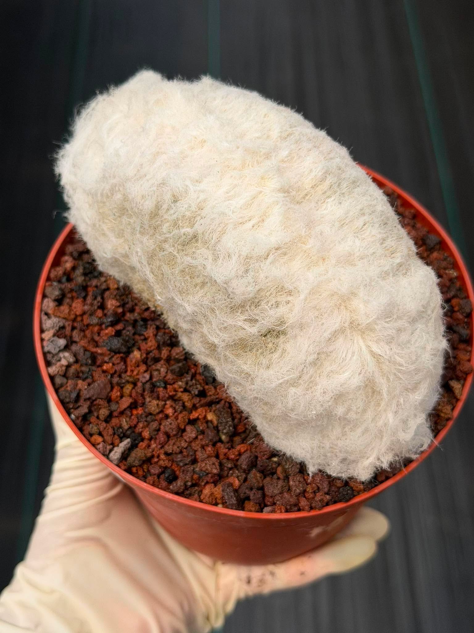 Crested Old Man Cactus #251 | Rare Degrafted Specimen | Collector's Cactus
