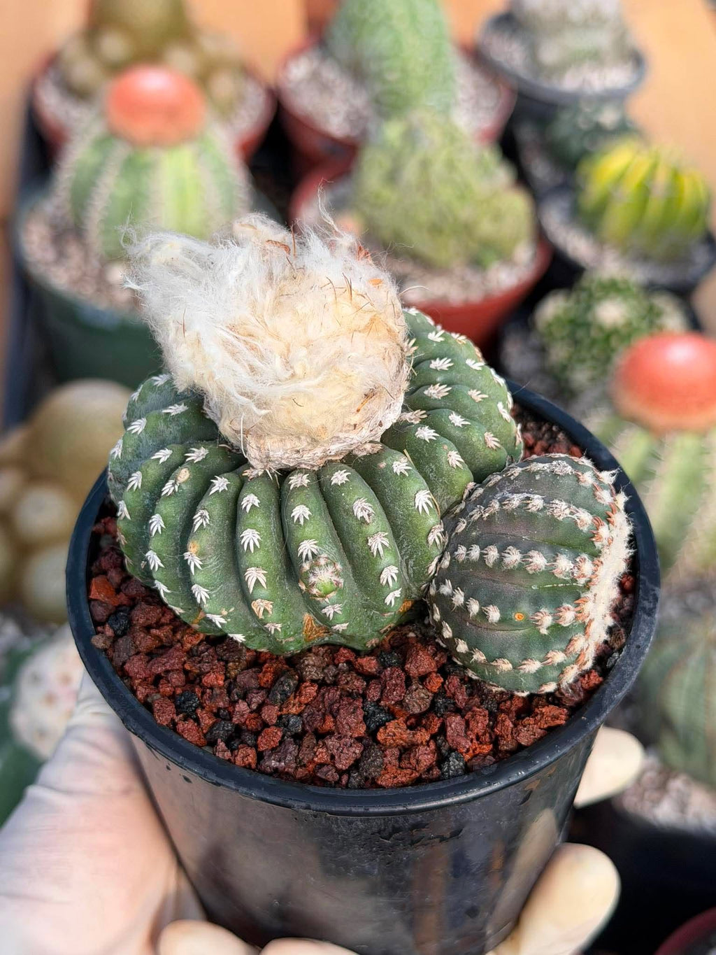 Discocactus Horstii — Rare Brazilian Cactus with Basal Pup