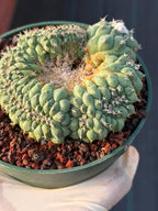Crested Turbinicarpus Seed Grown #236 | Rare Collector Succulent Cactus | Unique Crested Form