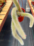 Monkey Tail Cactus #256 | Rare Trailing Cactus | Fuzzy Hanging Collector's Plant