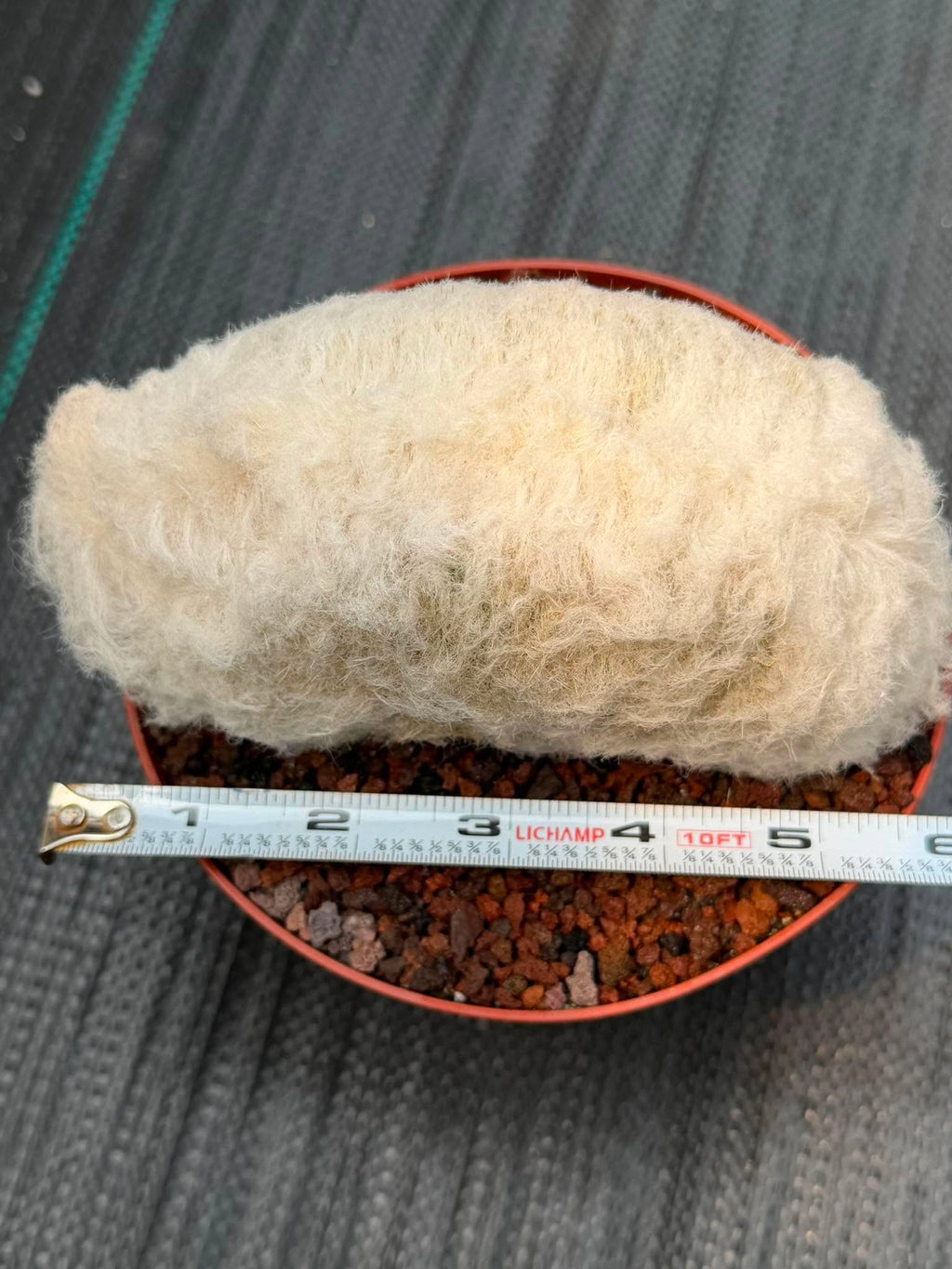 Crested Old Man Cactus #251 | Rare Degrafted Specimen | Collector's Cactus