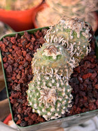 Rare Triple Heads Seed‑Grown Turbinicarpus #253