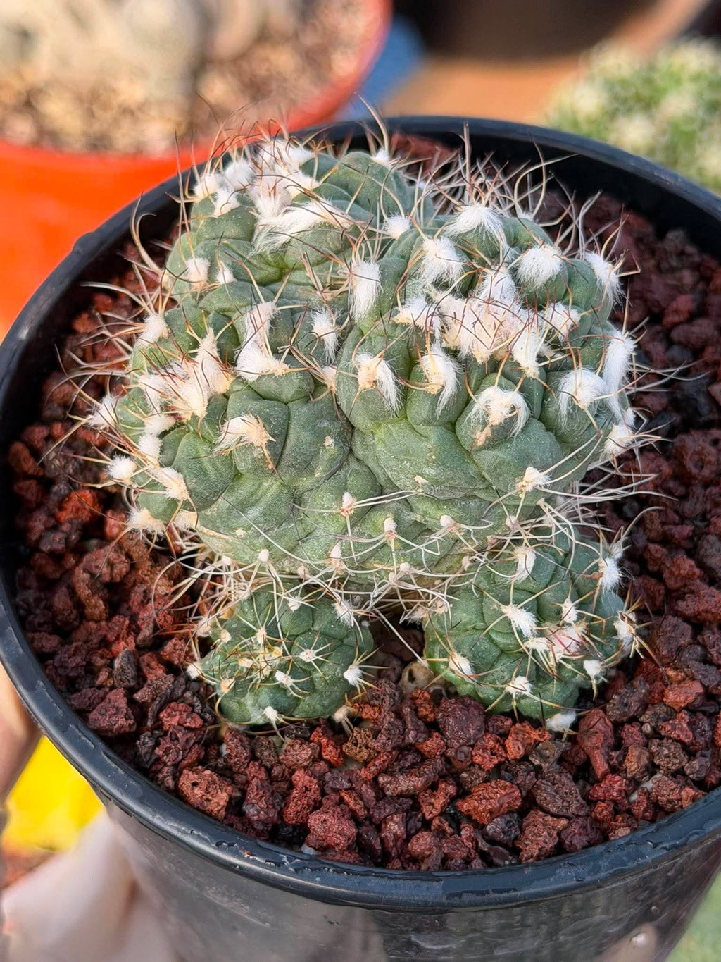 Crested Turbinicarpus Seed Grown Rare Cactus Succulent Collector Plant 3'' x 2'' #229
