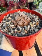 Dioscorea Elephantipes – Rare Turtle Back Caudex Succulent Plant Collector’s #288