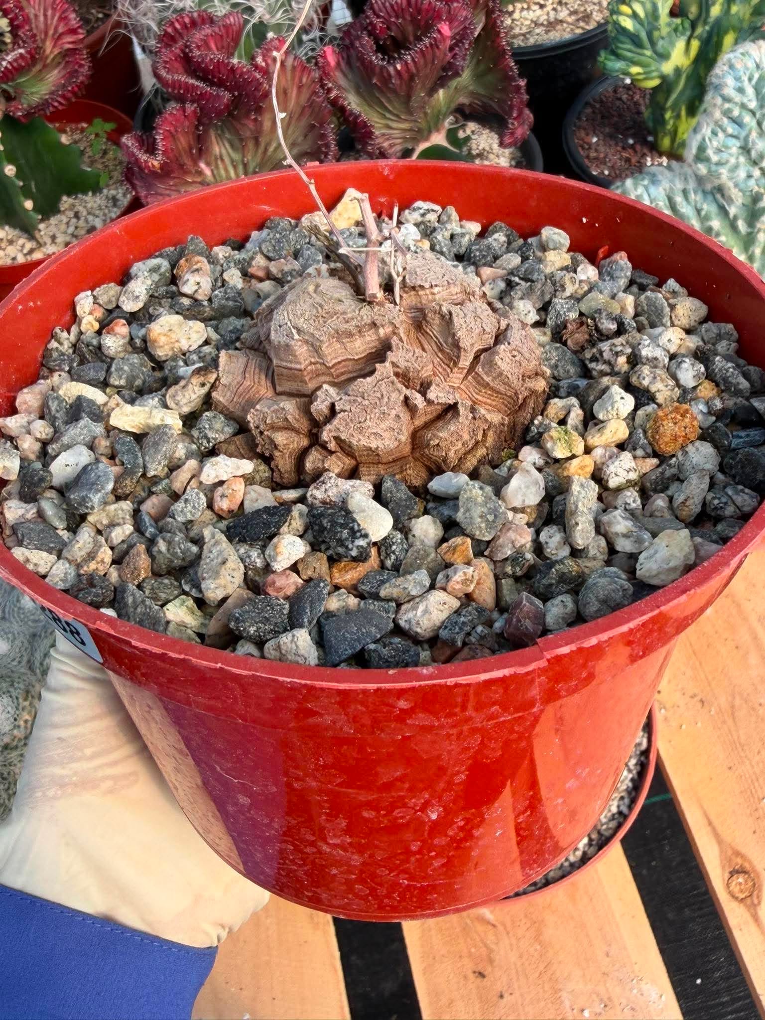 Dioscorea Elephantipes – Rare Turtle Back Caudex Succulent Plant Collector’s #288