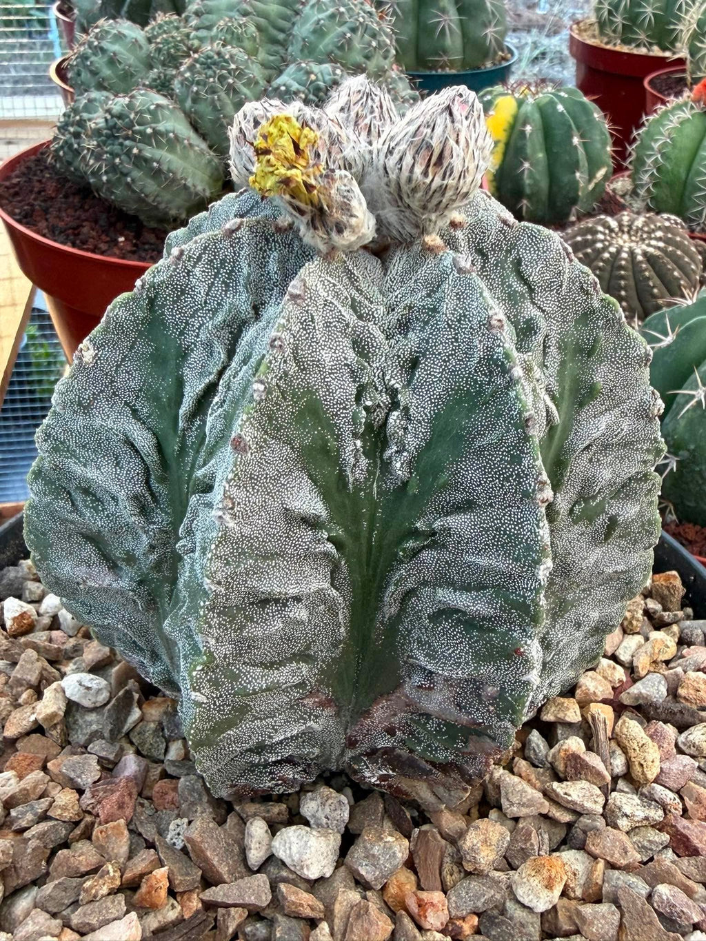 Astrophytum Fukuyu #31 | Rare Collector Cactus | Unique Succulent Plant