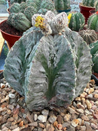 Astrophytum Fukuyu #31 | Rare Collector Cactus | Unique Succulent Plant