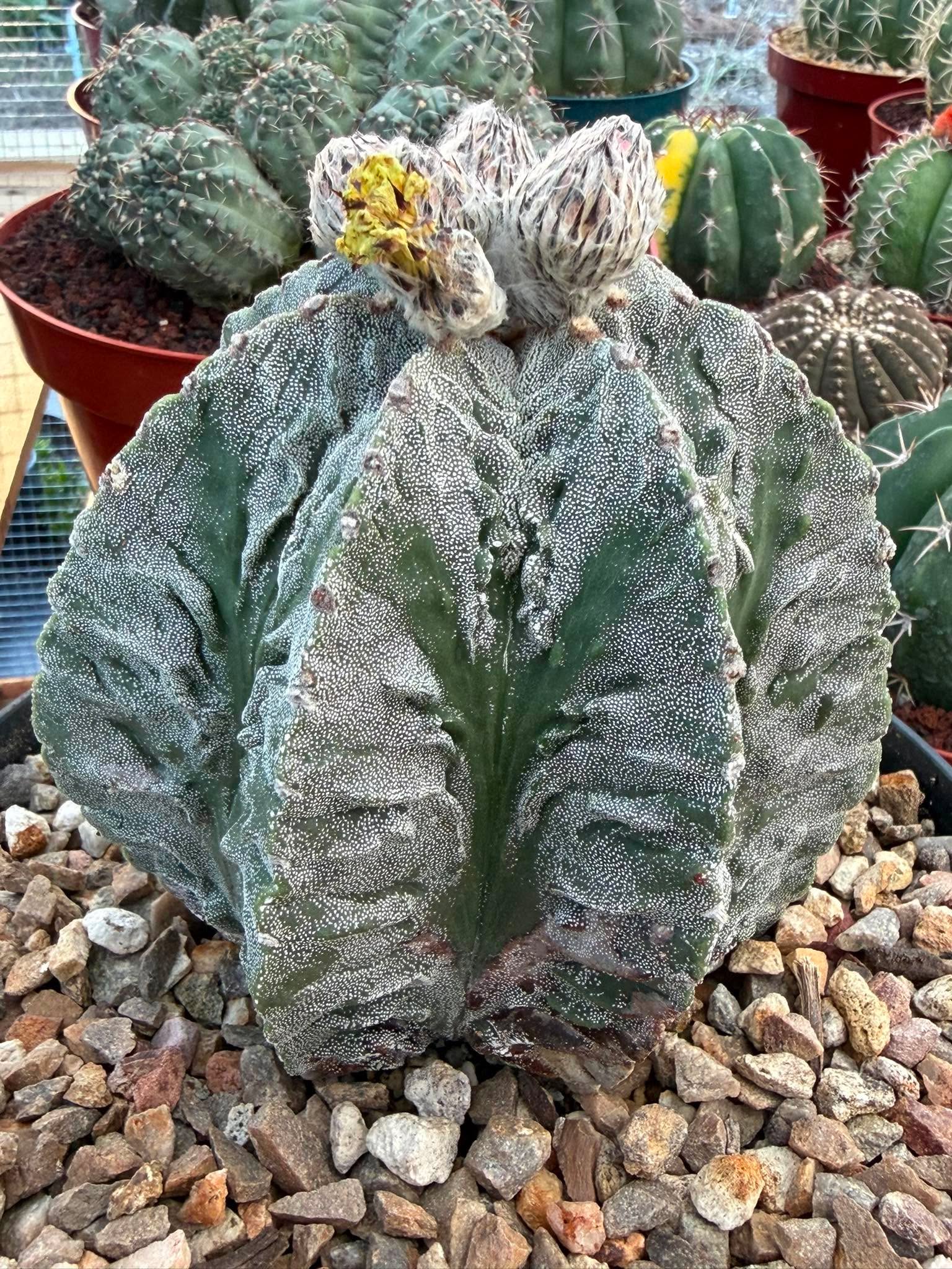 Astrophytum Fukuyu #31 | Rare Collector Cactus | Unique Succulent Plant