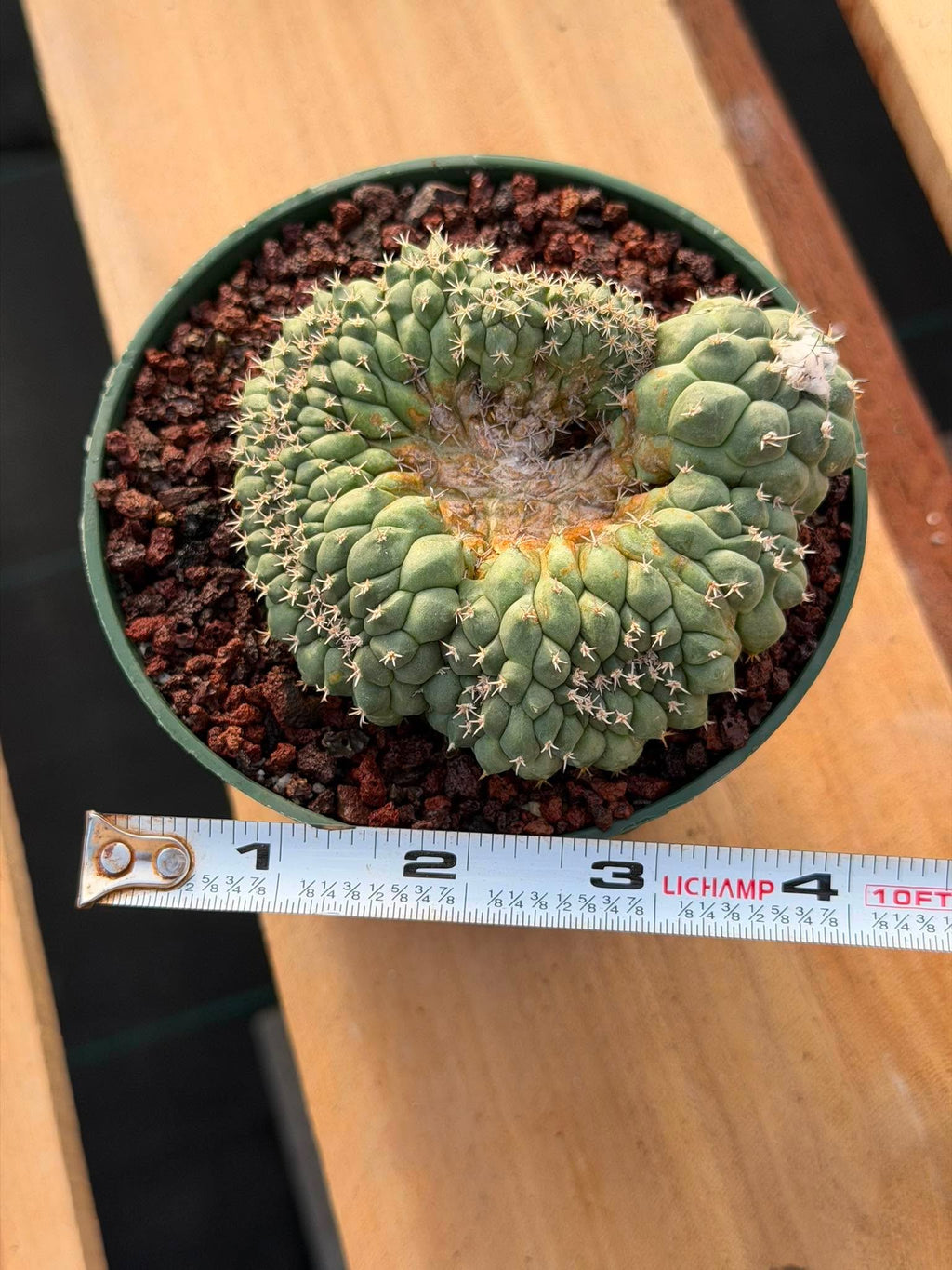 Crested Turbinicarpus Seed Grown #236 | Rare Collector Succulent Cactus | Unique Crested Form