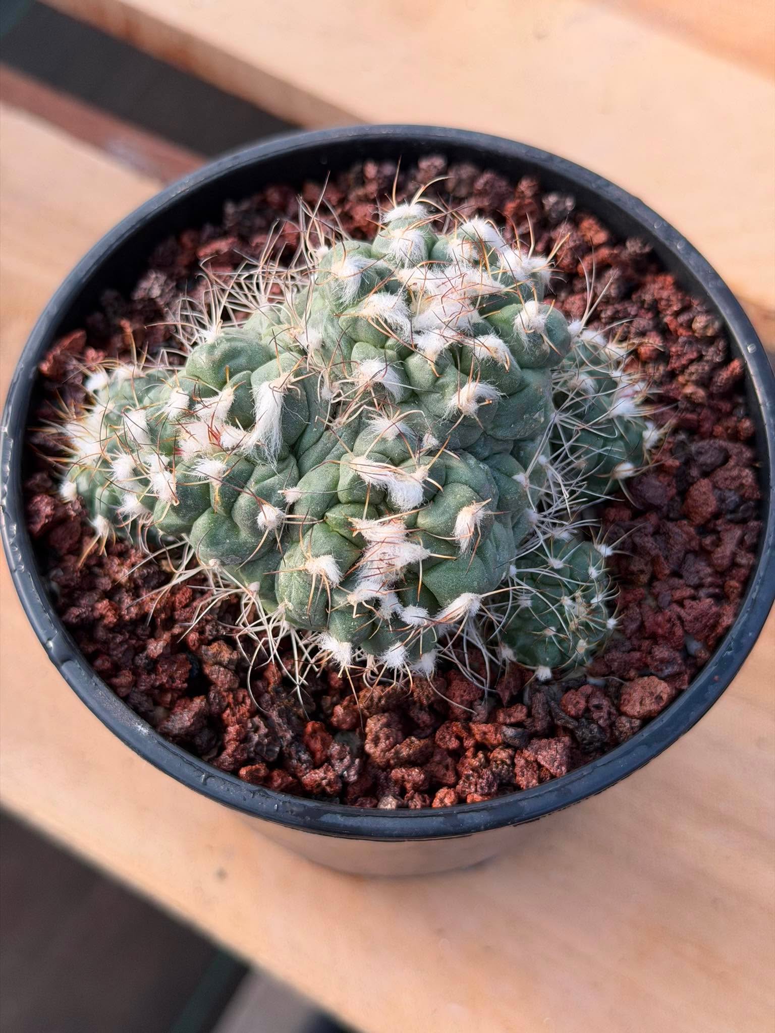 Crested Turbinicarpus Seed Grown Rare Cactus Succulent Collector Plant 3'' x 2'' #229