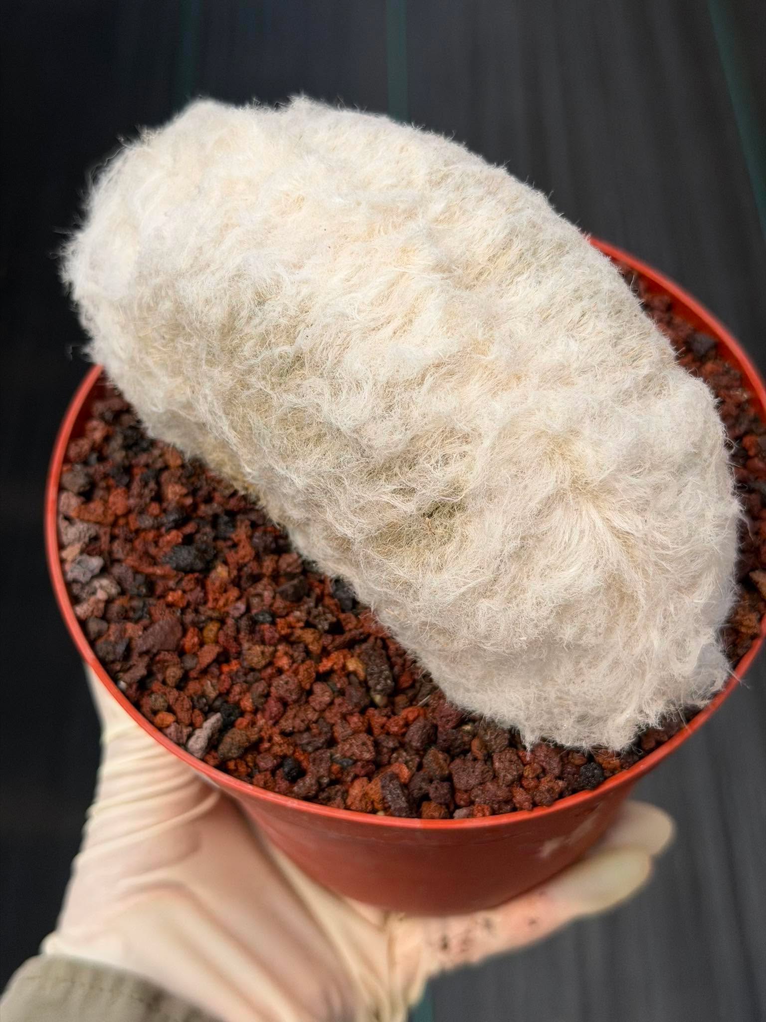 Crested Old Man Cactus #251 | Rare Degrafted Specimen | Collector's Cactus
